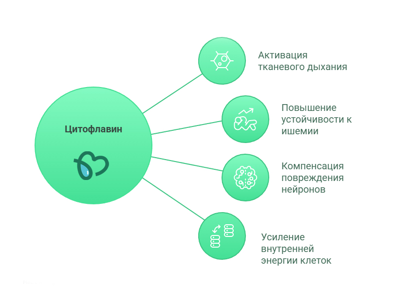 Действие Цитофлавина
